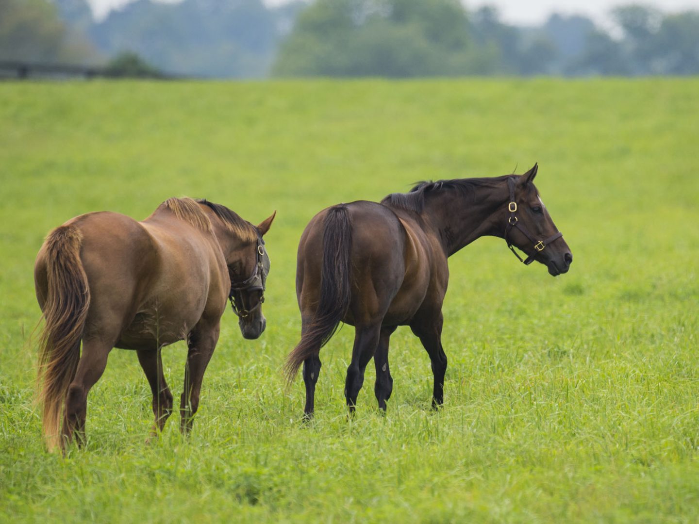 It's a Wonderful Life: Rachel Alexandra At Stonestreet - TDN Look