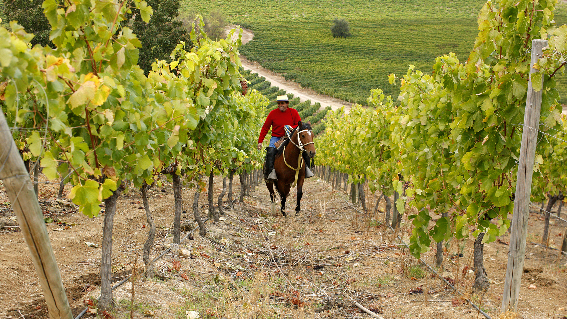 Magic in Chile: Taking a Wine Tour on Horseback