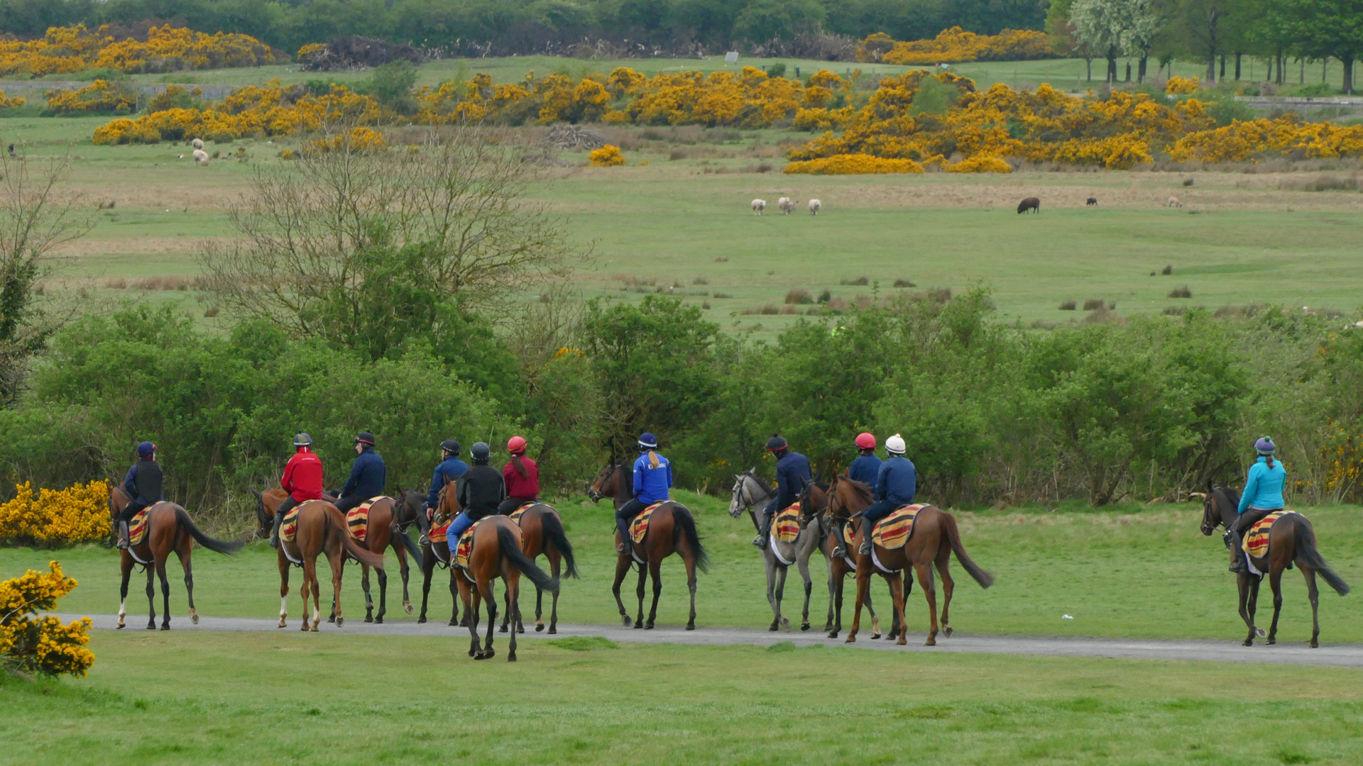 The Curragh: Ireland’s Bedrock of Champions